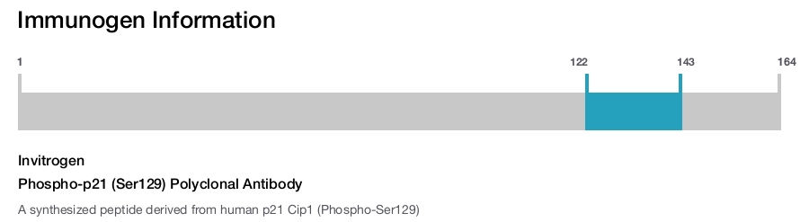 Phospho-p21 (Ser129) Polyclonal Antibody