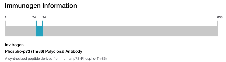 Phospho-p73 (Thr86) Polyclonal Antibody