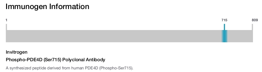 Phospho-PDE4D (Ser715) Polyclonal Antibody