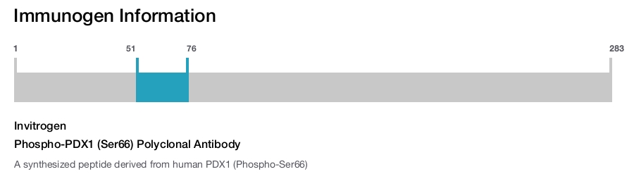 Phospho-PDX1 (Ser66) Polyclonal Antibody