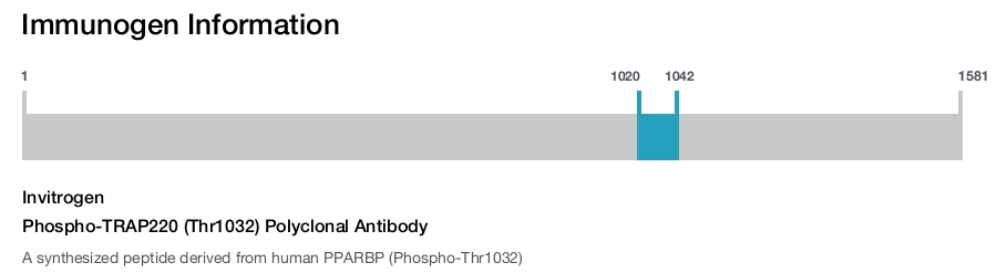 Phospho-TRAP220 (Thr1032) Polyclonal Antibody