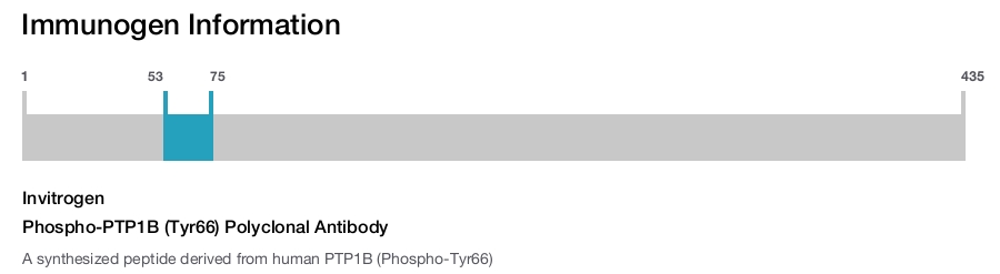 Phospho-PTP1B (Tyr66) Polyclonal Antibody