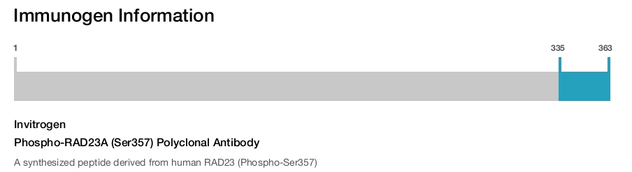 Phospho-RAD23A (Ser357) Polyclonal Antibody