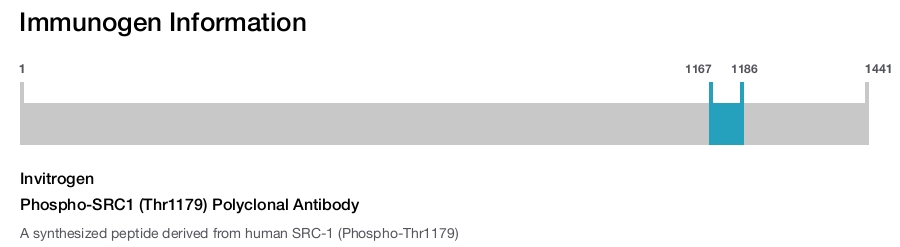 Phospho-SRC1 (Thr1179) Polyclonal Antibody
