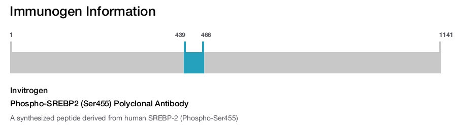 Phospho-SREBP2 (Ser455) Polyclonal Antibody