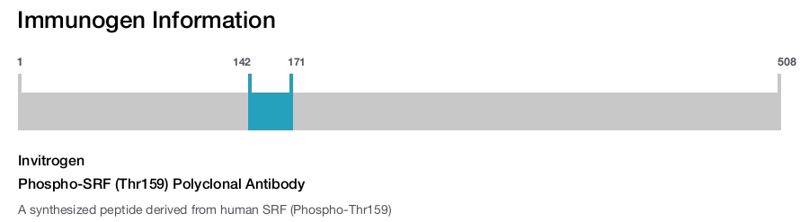 Phospho-SRF (Thr159) Polyclonal Antibody