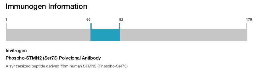 Phospho-STMN2 (Ser73) Polyclonal Antibody