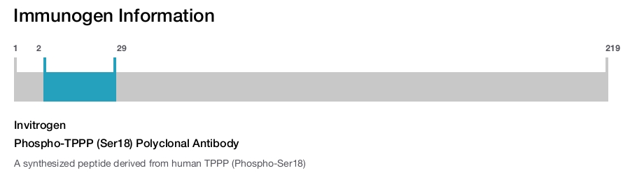 Phospho-TPPP (Ser18) Polyclonal Antibody