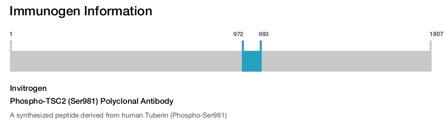 Phospho-TSC2 (Ser981) Polyclonal Antibody