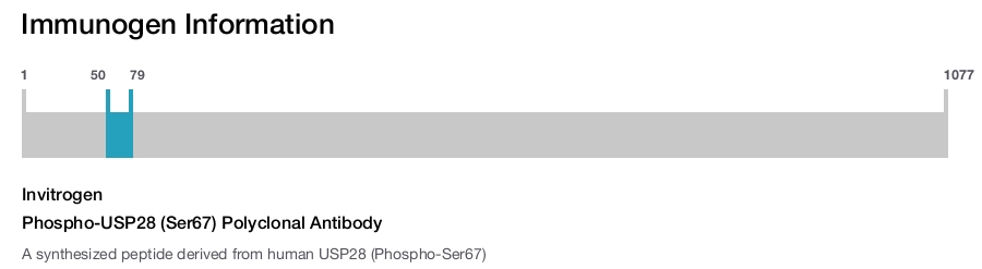 Phospho-USP28 (Ser67) Polyclonal Antibody