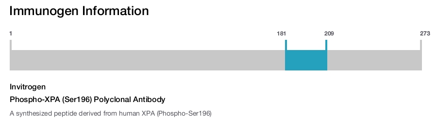 Phospho-XPA (Ser196) Polyclonal Antibody