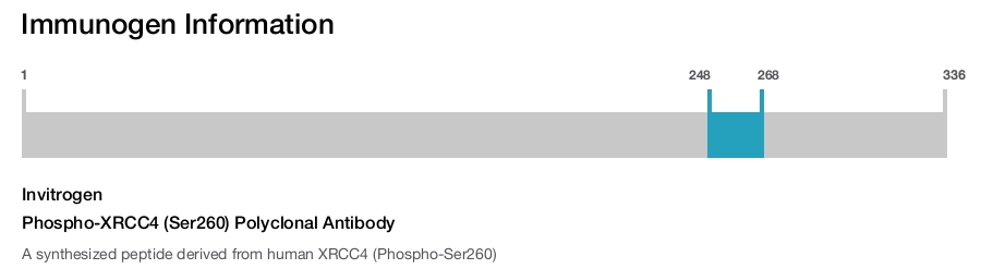 Phospho-XRCC4 (Ser260) Polyclonal Antibody