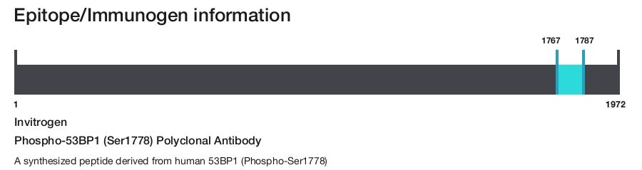 Phospho-53BP1 (Ser1778) Polyclonal Antibody