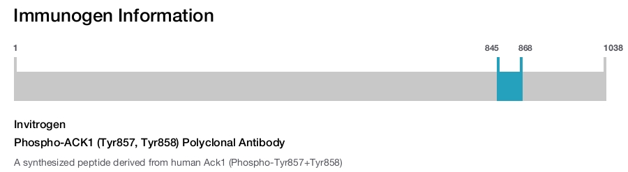 Phospho-ACK1 (Tyr857, Tyr858) Polyclonal Antibody