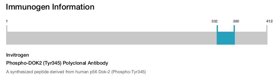 Phospho-DOK2 (Tyr345) Polyclonal Antibody