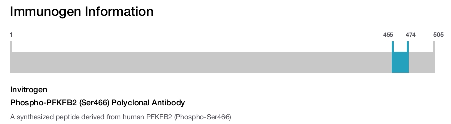 Phospho-PFKFB2 (Ser466) Polyclonal Antibody