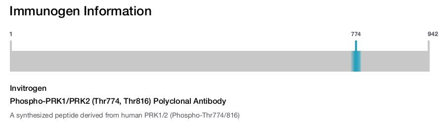 Phospho-PRK1/PRK2 (Thr774, Thr816) Polyclonal Antibody
