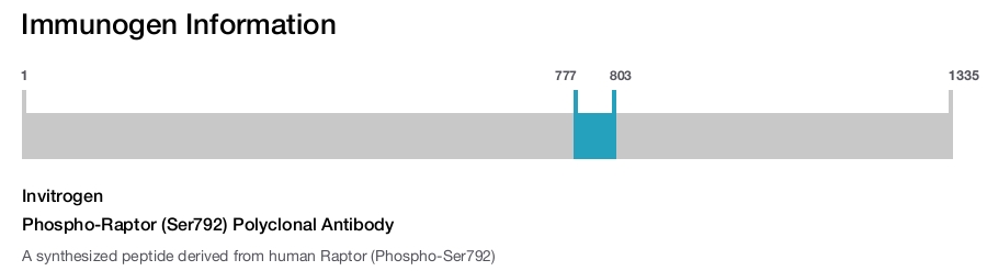 Phospho-Raptor (Ser792) Polyclonal Antibody
