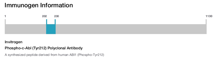 Phospho-c-Abl (Tyr212) Polyclonal Antibody