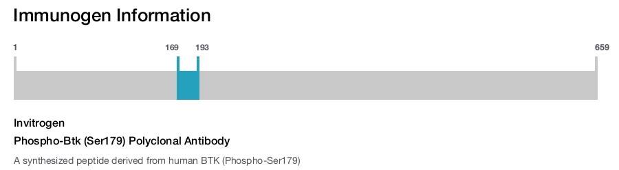 Phospho-Btk (Ser179) Polyclonal Antibody