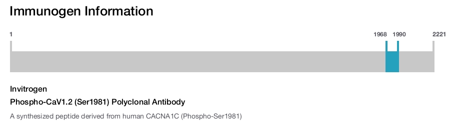 Phospho-CaV1.2 (Ser1981) Polyclonal Antibody