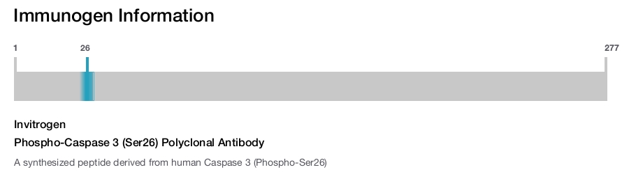 Phospho-Caspase 3 (Ser26) Polyclonal Antibody