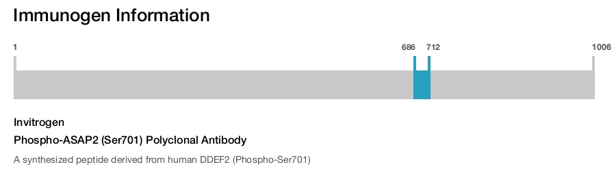 Phospho-ASAP2 (Ser701) Polyclonal Antibody