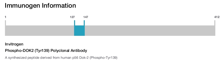 Phospho-DOK2 (Tyr139) Polyclonal Antibody