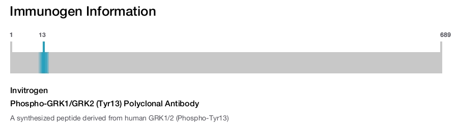 Phospho-GRK1/GRK2 (Tyr13) Polyclonal Antibody