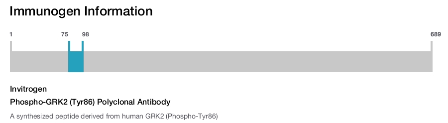 Phospho-GRK2 (Tyr86) Polyclonal Antibody