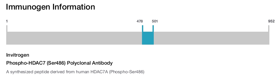 Phospho-HDAC7 (Ser486) Polyclonal Antibody