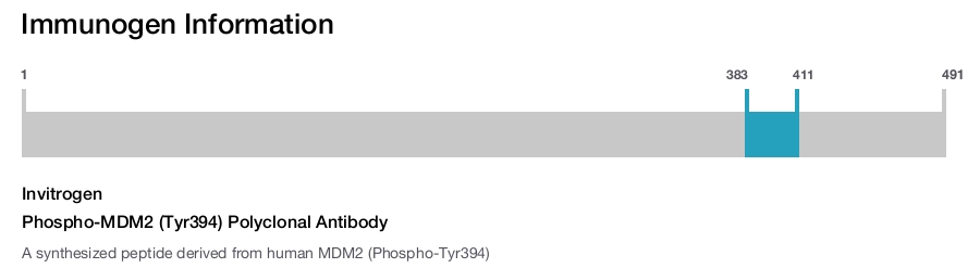 Phospho-MDM2 (Tyr394) Polyclonal Antibody