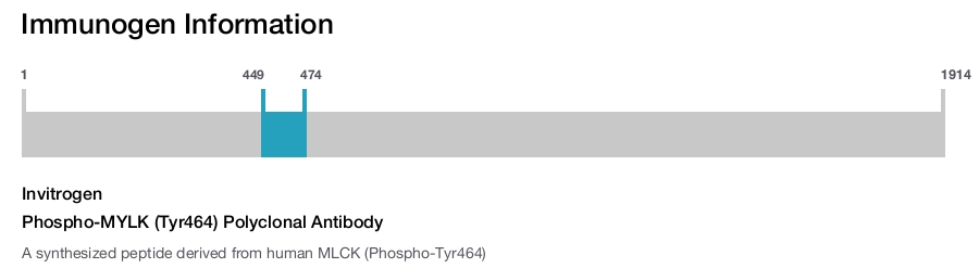 Phospho-MYLK (Tyr464) Polyclonal Antibody