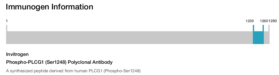 Phospho-PLCG1 (Ser1248) Polyclonal Antibody