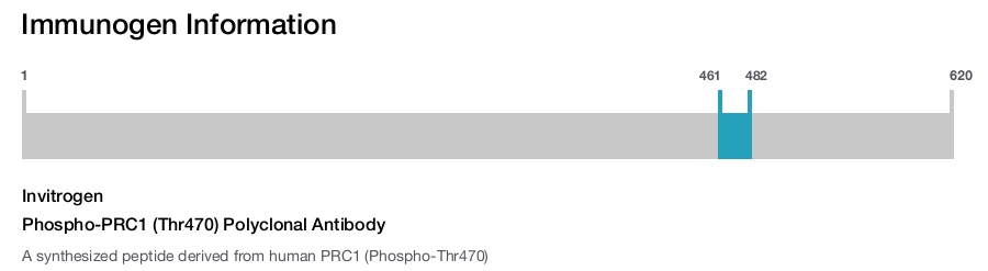 Phospho-PRC1 (Thr470) Polyclonal Antibody