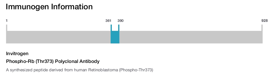 Phospho-Rb (Thr373) Polyclonal Antibody