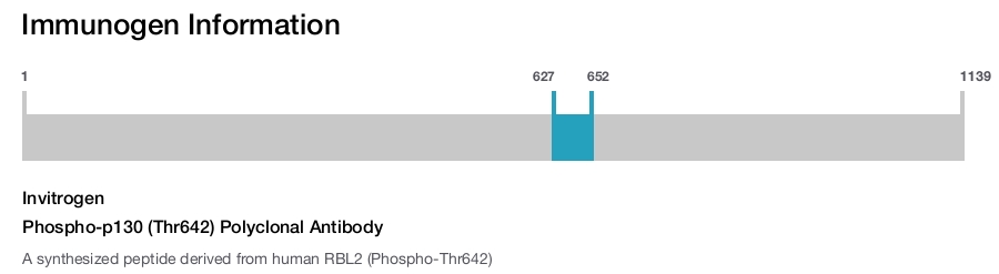 Phospho-p130 (Thr642) Polyclonal Antibody