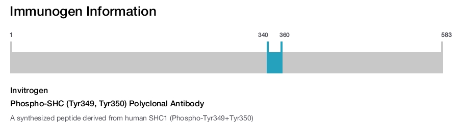 Phospho-SHC (Tyr349, Tyr350) Polyclonal Antibody