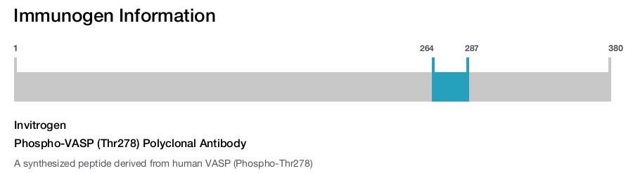 Phospho-VASP (Thr278) Polyclonal Antibody