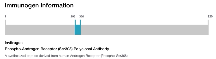 Phospho-Androgen Receptor (Ser308) Polyclonal Antibody
