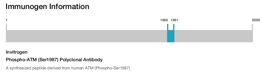Phospho-ATM (Ser1987) Polyclonal Antibody