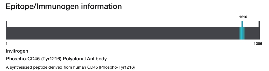 Phospho-CD45 (Tyr1216) Polyclonal Antibody