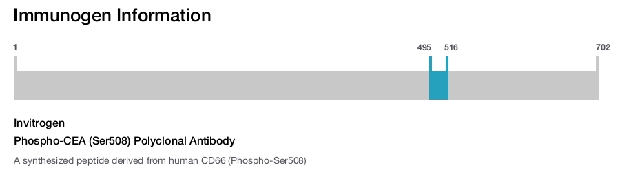 Phospho-CEA (Ser508) Polyclonal Antibody