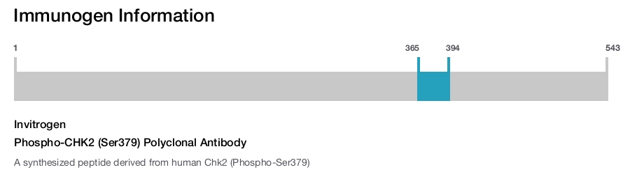 Phospho-CHK2 (Ser379) Polyclonal Antibody