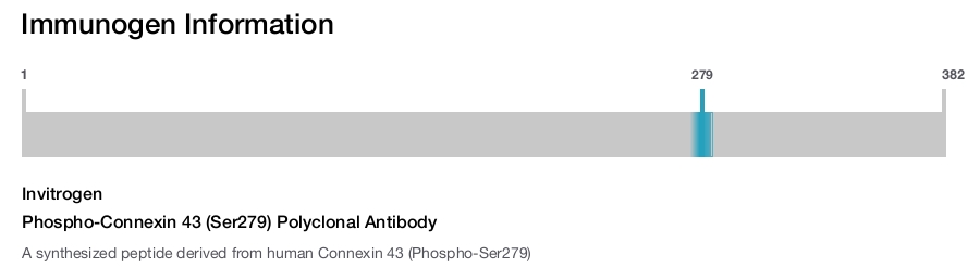 Phospho-Connexin 43 (Ser279) Polyclonal Antibody