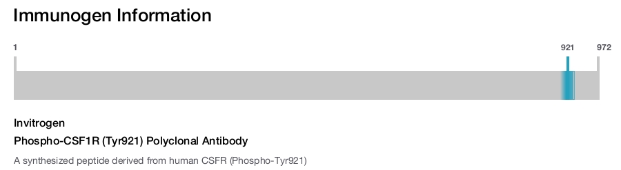 Phospho-CSF1R (Tyr921) Polyclonal Antibody