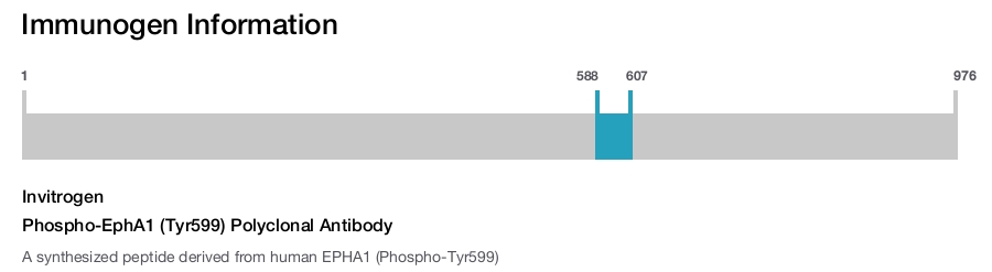 Phospho-EphA1 (Tyr599) Polyclonal Antibody