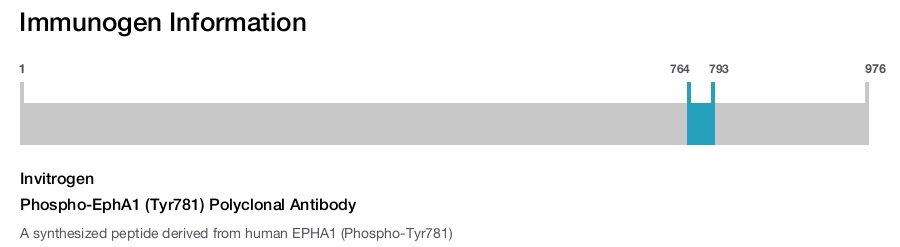 Phospho-EphA1 (Tyr781) Polyclonal Antibody