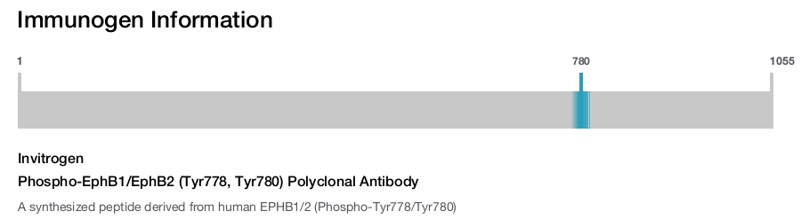 Phospho-EphB1/EphB2 (Tyr778, Tyr780) Polyclonal Antibody