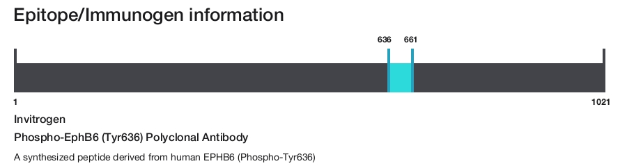 Phospho-EphB6 (Tyr636) Polyclonal Antibody